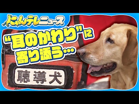 【はたらく犬まとめ】聴導犬と生きる日々、出会いと別れの物語/生きてる人がいる限り、ほえて知らせる災害救助犬
