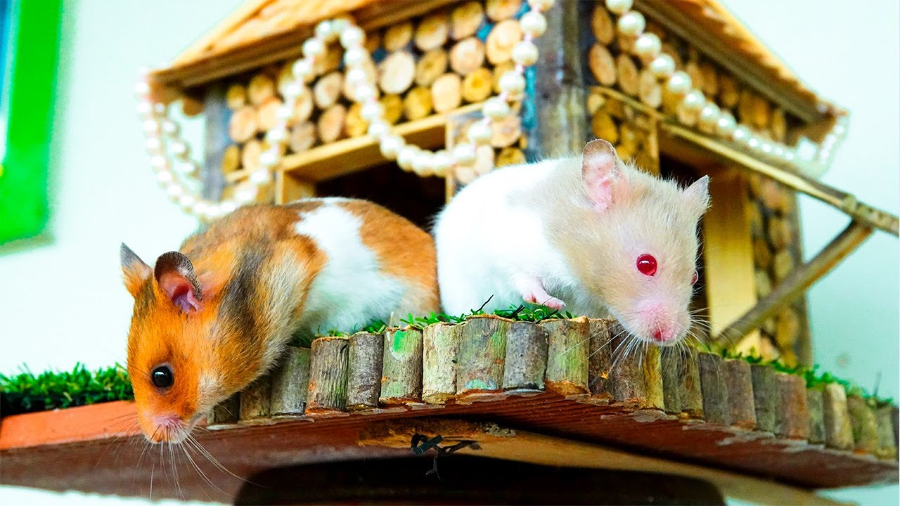 DIY Amazing Hamsters Wood Mini House And Pet Hamsters Playground - YouTube