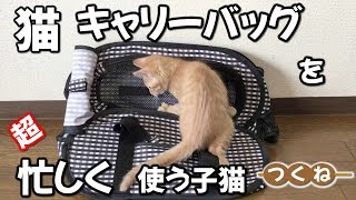 ペット用キャリーバッグに大興奮？飛んだり跳ねたり噛み付いたり…子猫つくねの激しい使い方