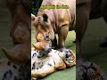 Húc phát hổ tèo luôn #funny #animals