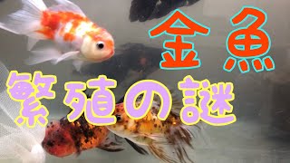 【産卵する金魚としない金魚の違いは？】金魚の自家繁殖の謎に迫る！