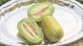 Peak Shipping Season for Makuwa-uri, a Traditional Vegetable Dating Back to the Kamakura Period: ...