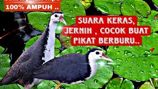 SUARA PIKAT RUAK RUAK TERBARU, SUARA KERAS \u0026 JERNIH..