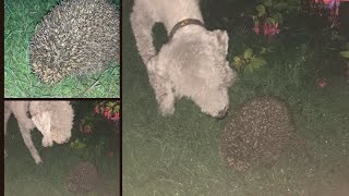 Dilwyn, the Bedlington terrier, meets a hedgehog in the back garden