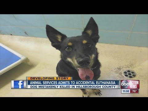 Video: Vet mylne eutanizuje psa, ale bojuje o prežitie proti všetkým kurzom