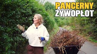 The thorny hedge was no accident. This is how we use cherry plum