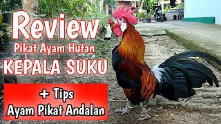 TRIBE HEAD Jungle Fowl Catching Review   Uncover Secrets from Legendary Senior Master Pikat