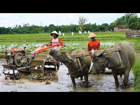 Video: Traktor Berjalan Di Belakang Bensin: Karakteristik Tatsumaki 820ТМ, 