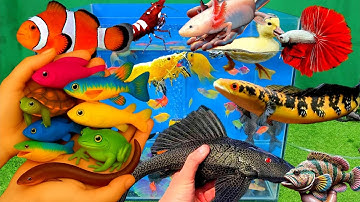 Video tổng hợp cá cảnh đẹp, vịt, cá koi, cá trê, rùa con, cá lóc, cá nemo