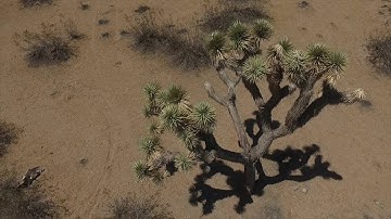 DRONE JOSHUA TREE