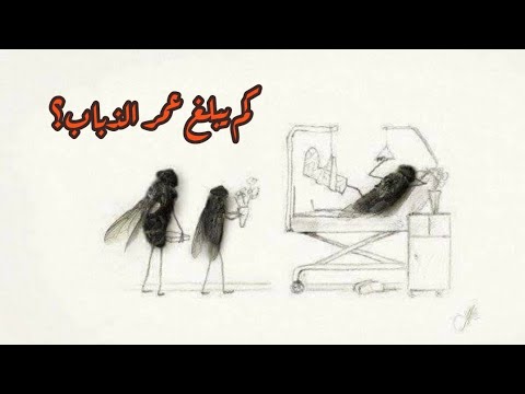 كم يبلغ عمر الذبابة