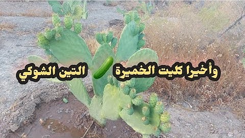 وأخيرا كليت من الهندي🥭 لغرست من بعد عناء طويل/#زراعة_الصبار /#التين_الشوكي