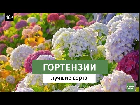 Лучшие сорта гортензии. Какие выбрать карликовые или высокие сорта.