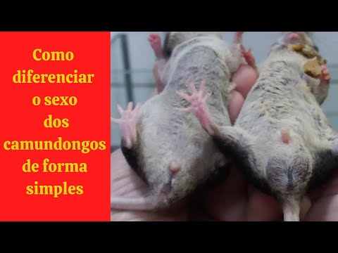 Vídeo: Como Determinar O Sexo De Um Rato