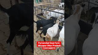 You Tube चैनल के साथ साथ बकरी पालन।Purvanchal Goat Farm ll  #agriculture #goatfarm