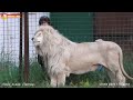 Ласковый белый лев и рыжая компания . Тайган. Lions life in Taigan.