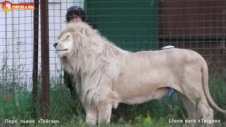 Ласковый белый лев и рыжая компания . Тайган. Lions life in Taigan.