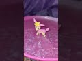 ✨ Decorative Shimmer Display Concept Montage A simple idea turned into a visual showcase using a