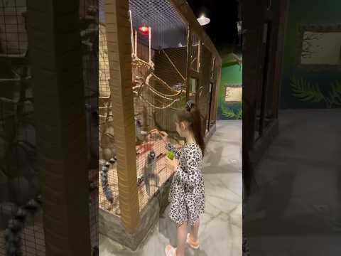 Georgia Ajara Batumi Zootopia Animals Friendly Happy Funny 2025