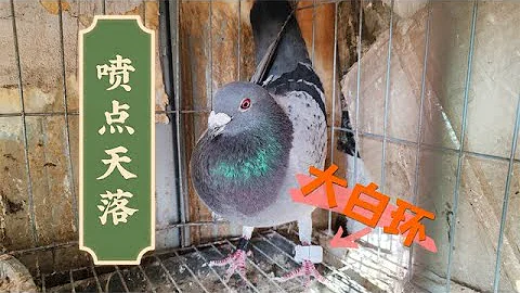 来了只喷点的天落赛鸽，脚上还戴着一个超大白环 - 天天要闻