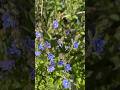 Тендітна блакитна квітка - Вероніка дібровна. Veronica chamaedrys. Жива музика.