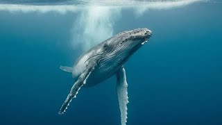 Whales are the largest animals on the planet | Whales sound by WorldFlora 96 views 1 year ago 18 minutes
