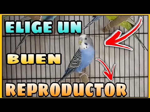 Video: Periquitos reproductores, periquitos o periquitos