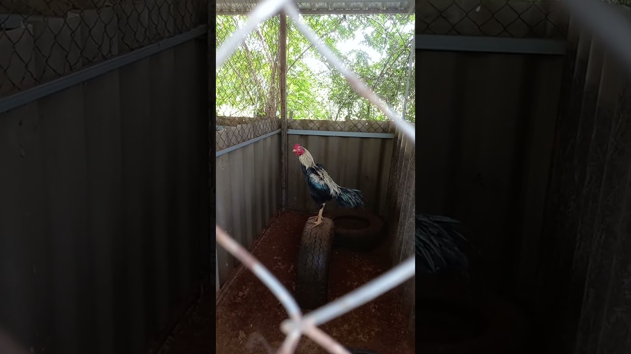 พาชมไก่หนุ่มอยู่ในล๊อกชำ