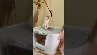 Look What The Cat Did?