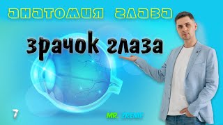 Зрачок глаза человека