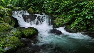 Peaceful Forest Ambience with Green Stream Flow for Sleep Meditation Stress Relief and Calm Focus