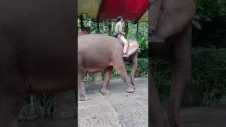 Gajah lewat SDI Annajah sedang Rihlah di Taman Safari