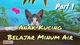 Gemessiiin!! Anak Kucing ini Belajar Minum Air | Kucing Lucu by MeongLy 40 views 2 years ago 5 minutes, 26 seconds