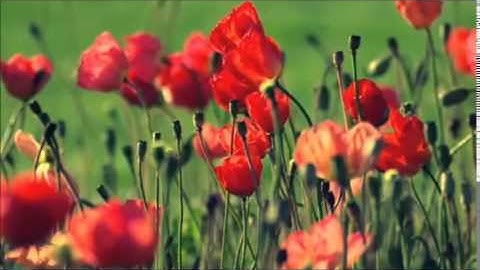 أجمل وأروع التلاوات من سورة الذاريات تجعلك تشعر بالإسترخاء