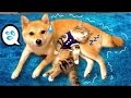 【柴犬動けないっ💦】お腹の上で寝たがる子猫❤️(#にゃんてわんだふる)甘えん坊A kitten the absolutely wants to sleep with a Shiba inu dog