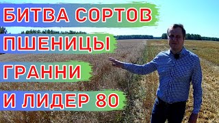 Итоги уборки сортов пшеницы Гранни и Лидер 80. Выгодно ли осенью работать глифосатом против сорняков