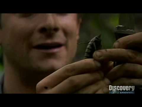 Bear Grylls Eats Giant Grasshopper
