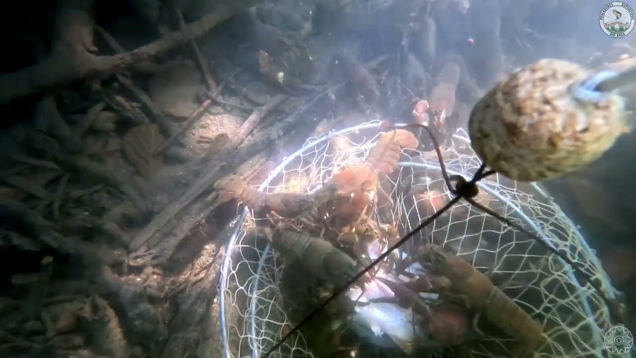 ¡Increíble! Así se llena un retel de cangrejos en minutos