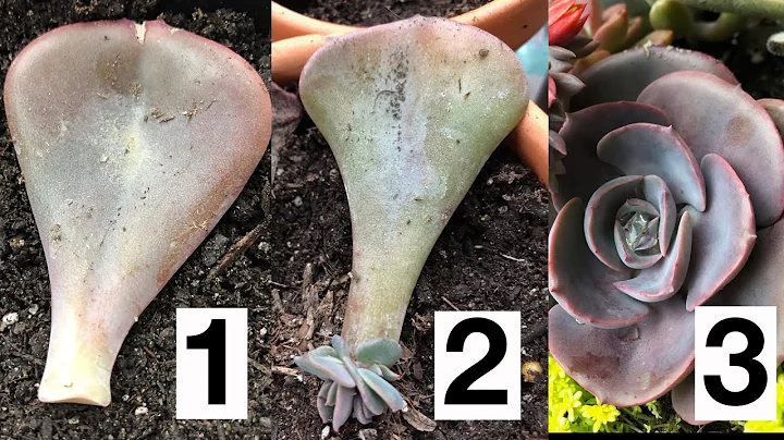How to Propagate Succulents from Leaves - DayDayNews