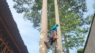 Sawing branches of super high star trees in narrow spaces by Vietnamese sawyers