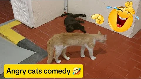 Video 11202781: cat fight kittens pets, cat fight funny pets, cat cute kitten fighting, cat fight angry, cat 4k kitten, cute brown cat, cat brown black, cat vs black