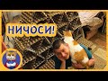 Смотри что можно сделать из яичных лотков! Рыжик в шоке! Новый дворец для котиков