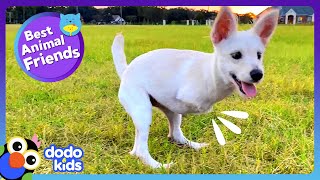 Spunky TwoLegged Pup Helps Her Best Friend Learn To Roll! | Dodo Kids | Best Animal Friends