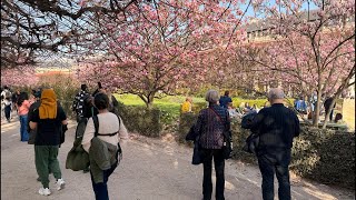 Paris, France🇫🇷 -  | Spring Walk around  Palais Royal | A Walk In Paris