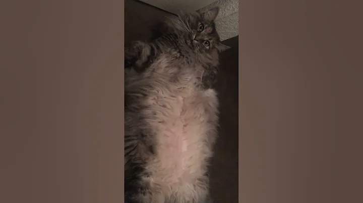 Chilling with my maincoon belly boo