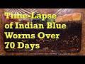 Blue worms in aged bedding 70-day FAST TIME-LAPSE - vermicompost