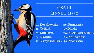 100 Suomalaista lintua Osa 3 Linnut 21-30