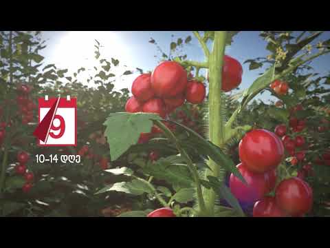 სივანტო - ჰარმონიული ზრდის გარანტი