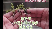 花は咲かせない方が良い ハエトリソウの花を切る理由 食虫植物tv Youtube 花は咲かせない方が良い ハエトリソウの花を切る理由 食虫植物tv Youtube