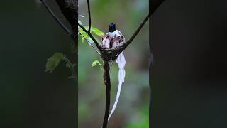Better Parent Than Most Humans? Watch This Bird! 🥺 #parentinggoals #shorts